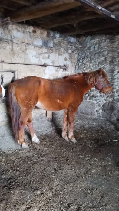 Жылқы сатам 7жасар