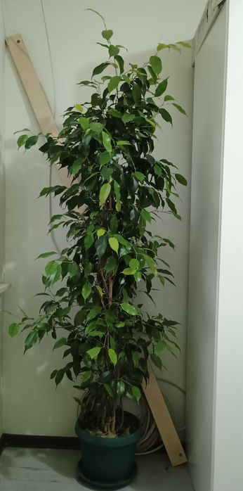 Бенджамин - зелен