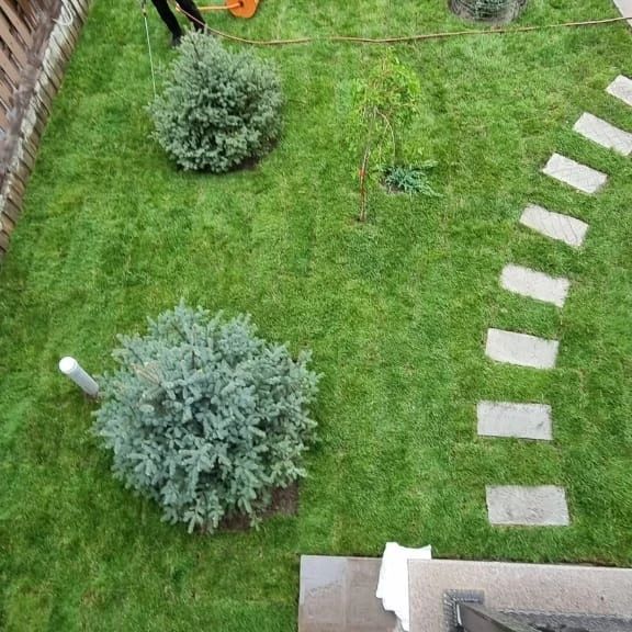 Газон, рулонный и посевной