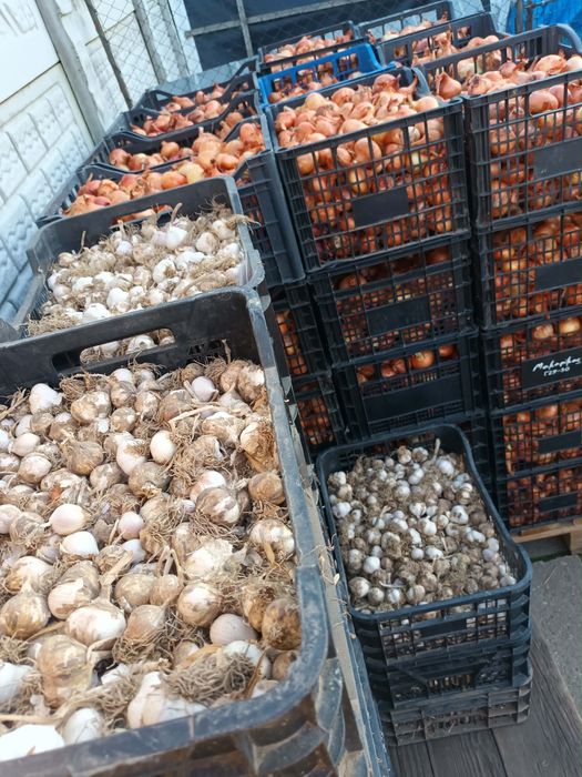 Vand ceapa si usturoi romnesc