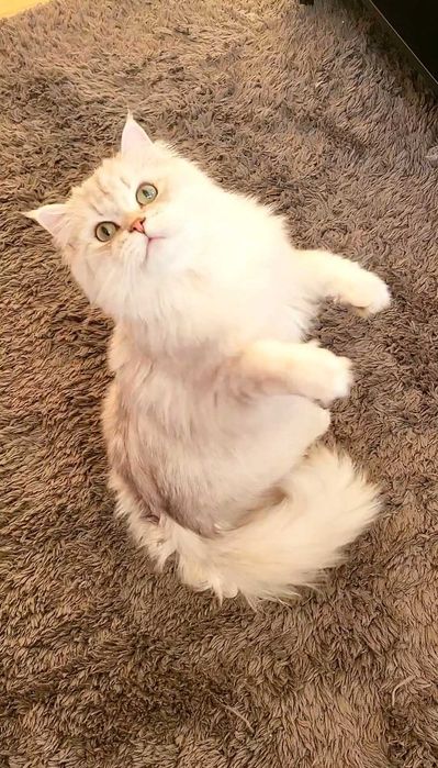 British longhair enervant de lipicios cu pedigree