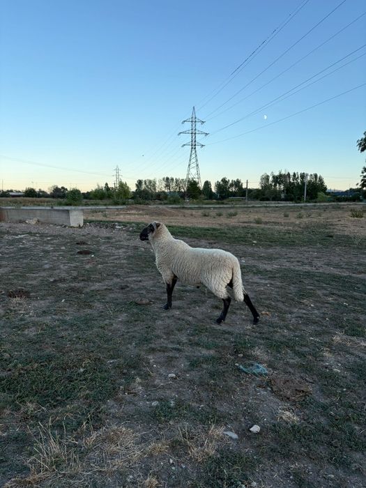 Vând berbec suffolk  în vârstă de 2 ani