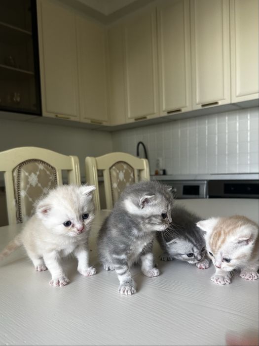 Шотландские котята