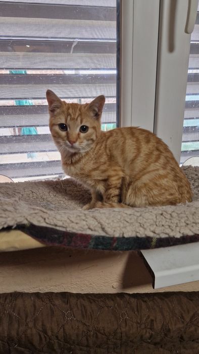 Мъжко коте търси своя дом