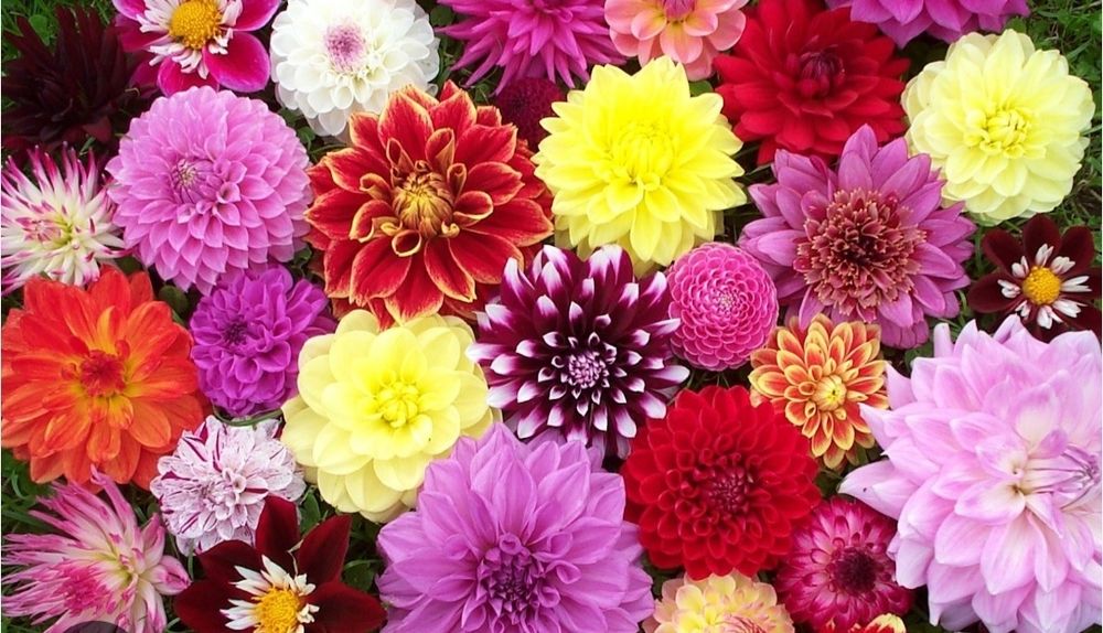 Георгин картошкаси бор сотилади срочна