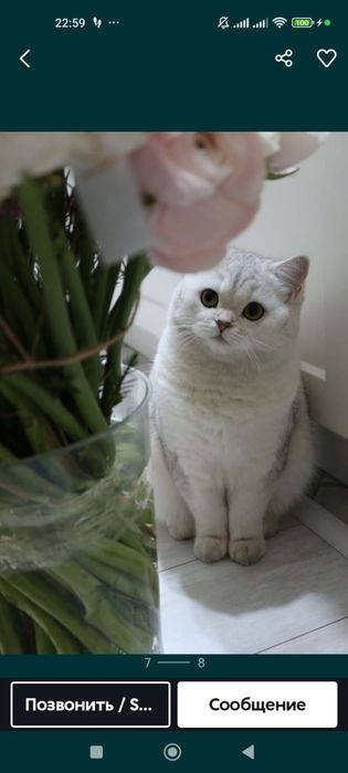 Британская шиншила