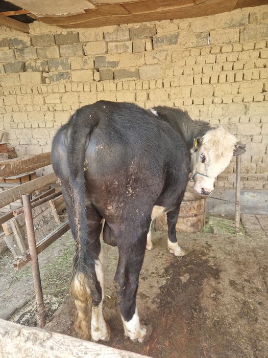 Быки сатылады семиз