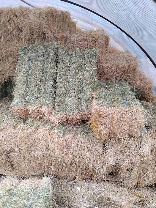 Baloți fan cu lucernă