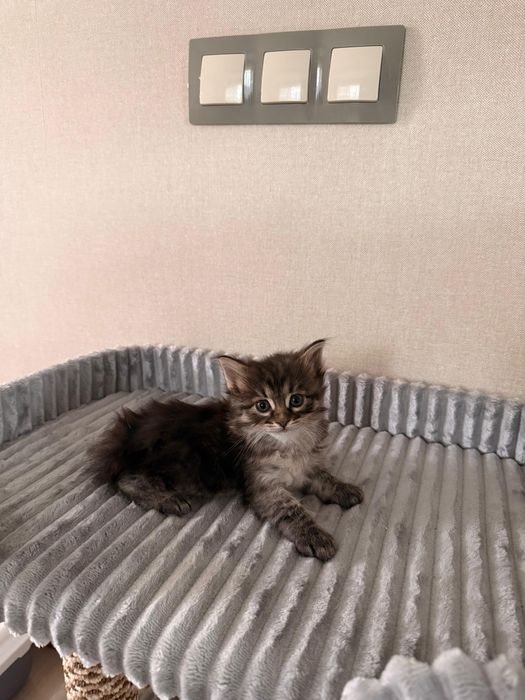 Котята ищут дом