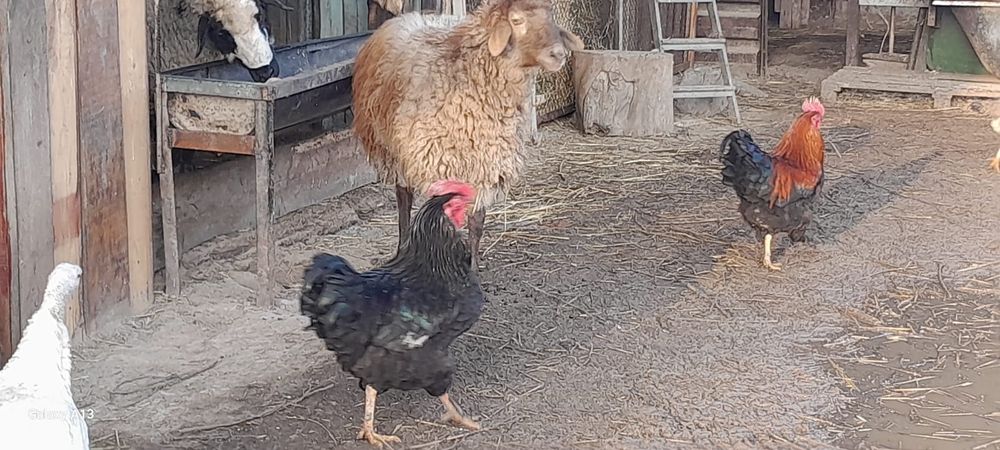 Продам хороших курей