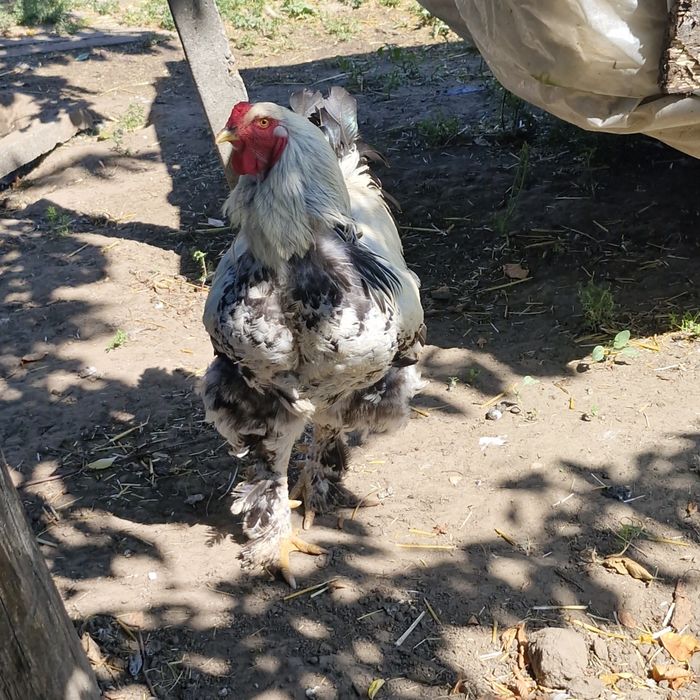 cocosi de vanzare brahma și oua.