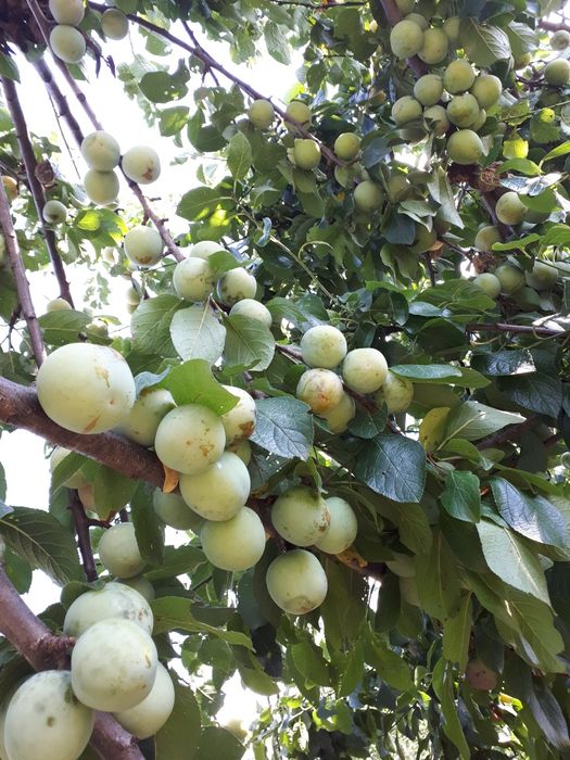 Продава се Сливова овощна градина