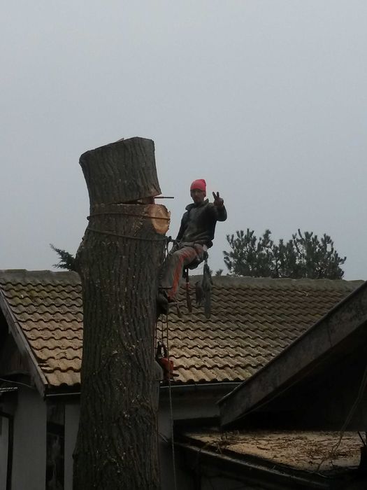 Рязане на опасни дървета