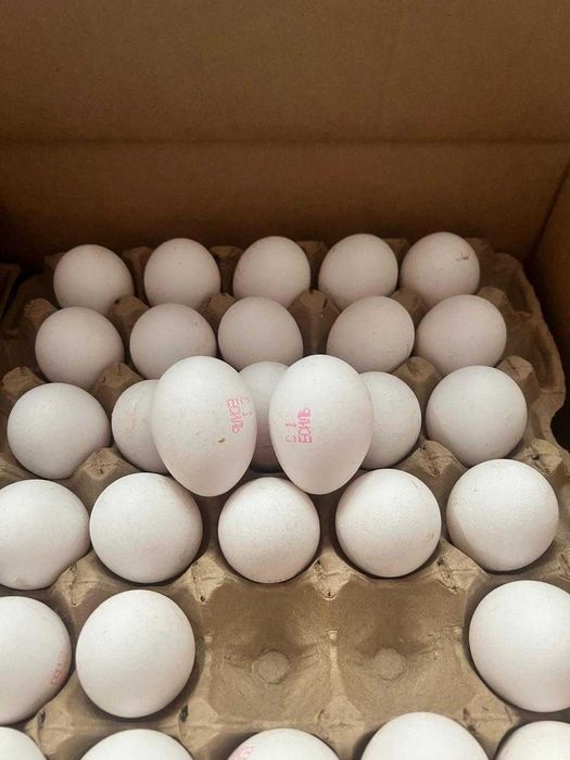 Яйцо куриное оптом Алматы BH