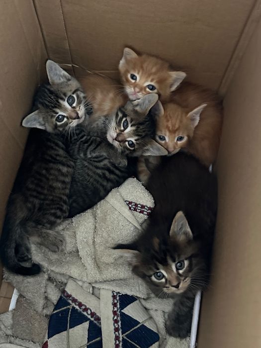 Продаются котята