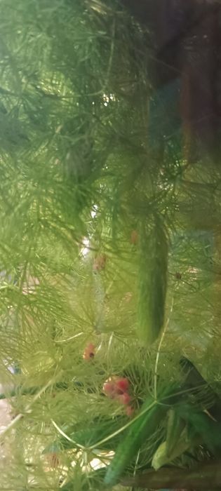 Водоросли для аквариума