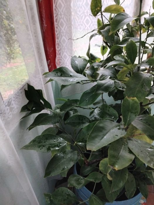 Lămâie altoiți 2 tulpini