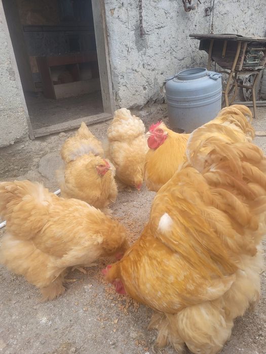 Oua de încubat Cochinchjna uriaș, galben și bobat.