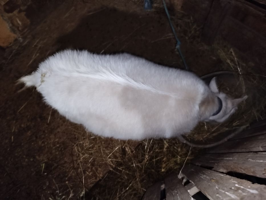 Обмен- кошкар кой