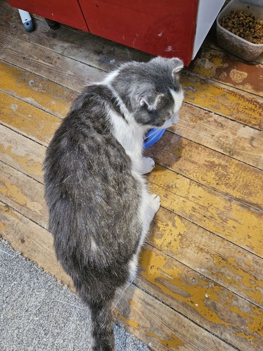 Отдадим в хорошие руки котика