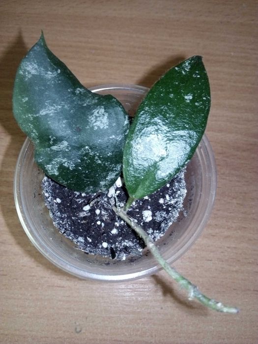 Хойи, восковой цветок