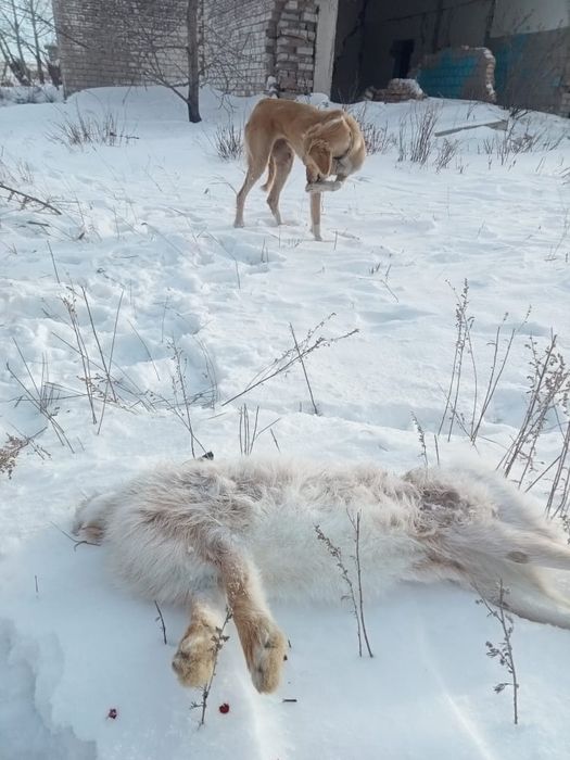 Тазы сатылады ұрғашы