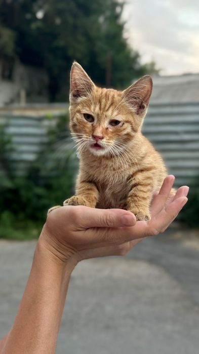 Котенок ищет любящий дом
