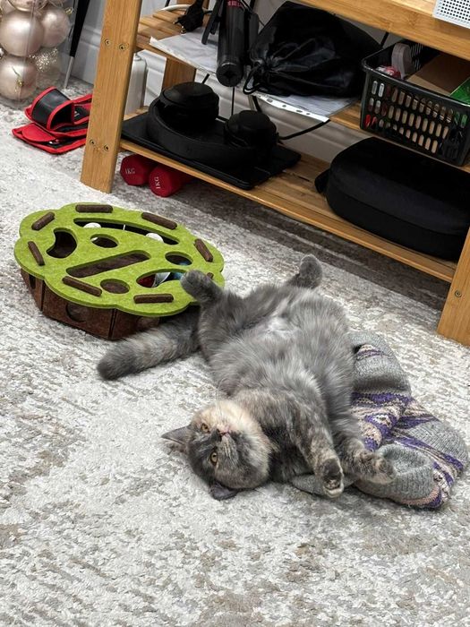 Обаятельная и привлекательная ласкуша