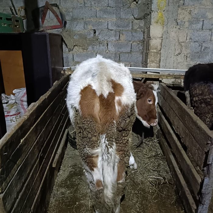 2 тана сатылады     .