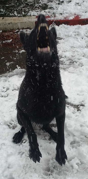 Dresaj canin # K9