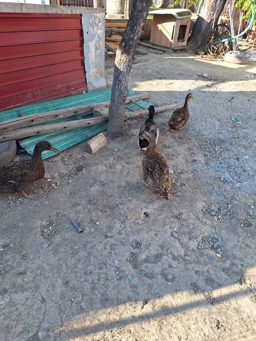 Familie de rate formată