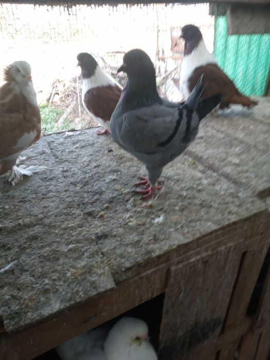 Vând porumbei uriaș maghiar,Strasseri și Chingi