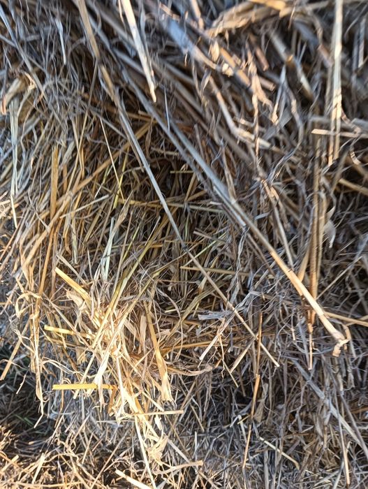 Vând baloti paie 125/150