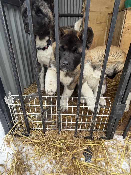 Шикарные мальчики американской акиты.