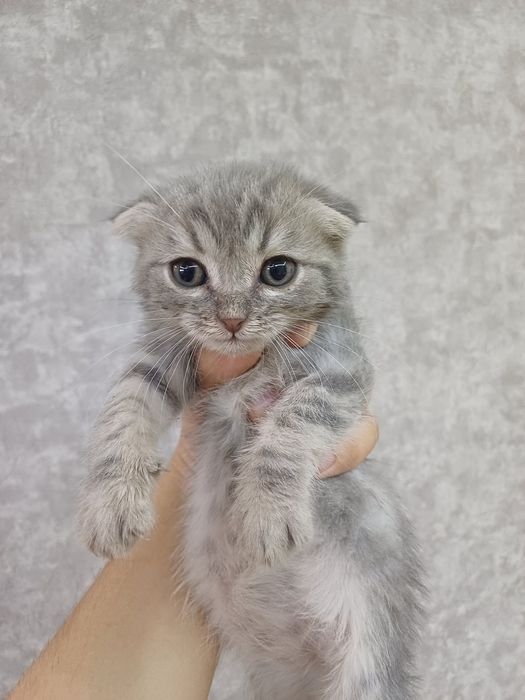 Продаю вислоухого кота