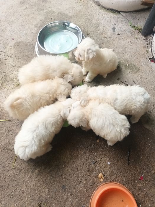 Vând cățeluși bichon maltez