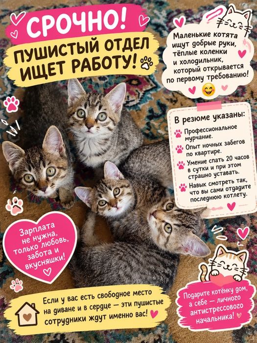 Котята ищут новый дом :)