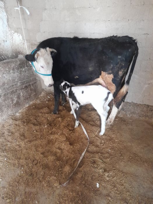 Сыиыр бузауымен с