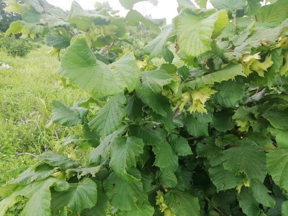 Продава се Парцел в Стара Загора, Казански - 22000 кв.м за 3 €/кв.м - Снимка #4