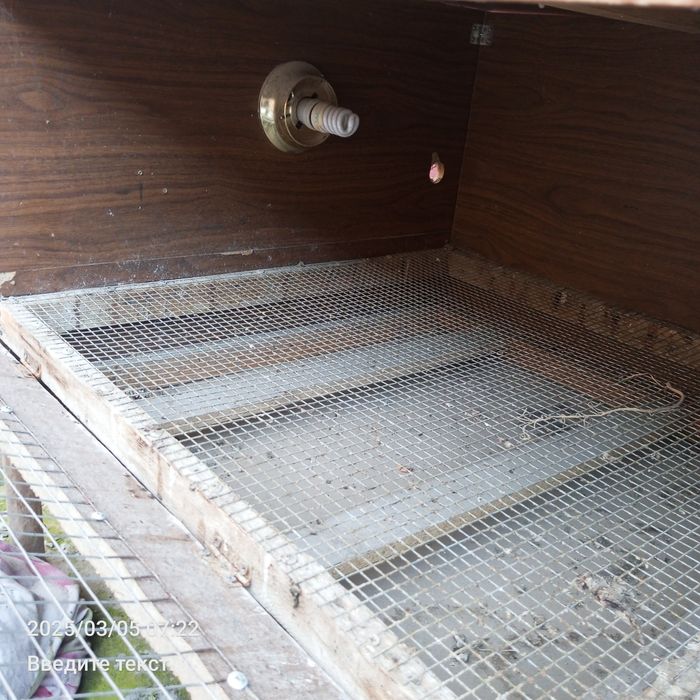 Брудер Жужа бокиш учун