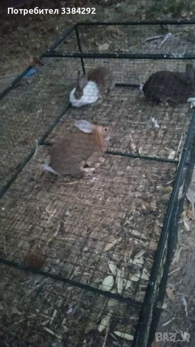 Продавам  зайци за клане или развъждане на възраст 5 и 8 месеца