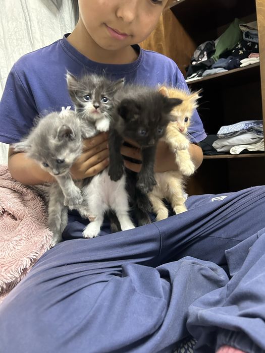 котята ищут своих хозяев