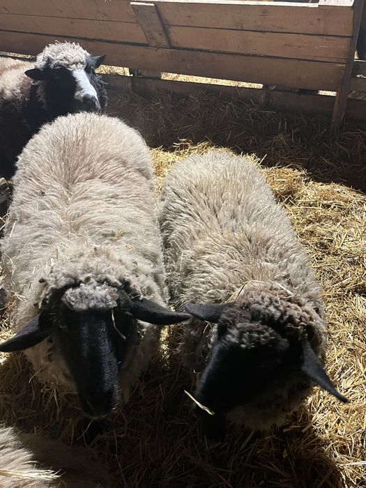 De vanzare oi si un berbec