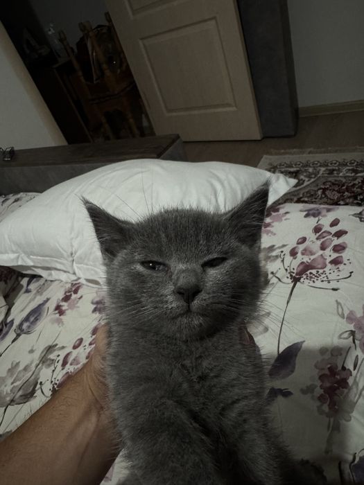 Котенок 2 месяца