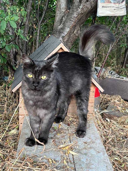 Котчицата Сибел търси дом