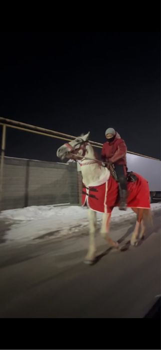 Асаламалеикум Айғыр сатлат