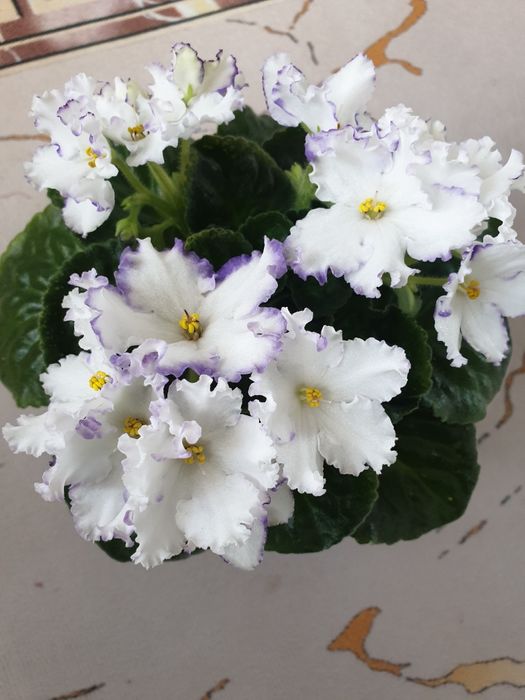 Сортовые фиалки **