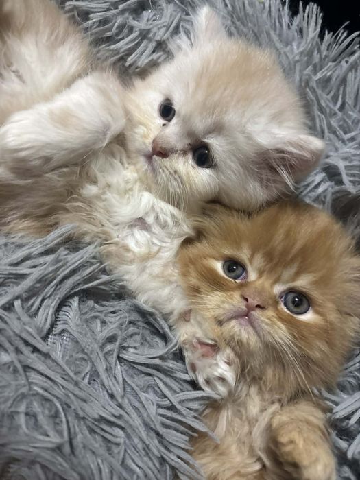 Персийски котенца