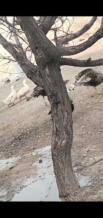 Үндіктер сатылады