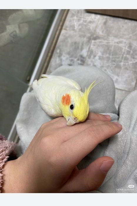 Кореллы поступление птенцов